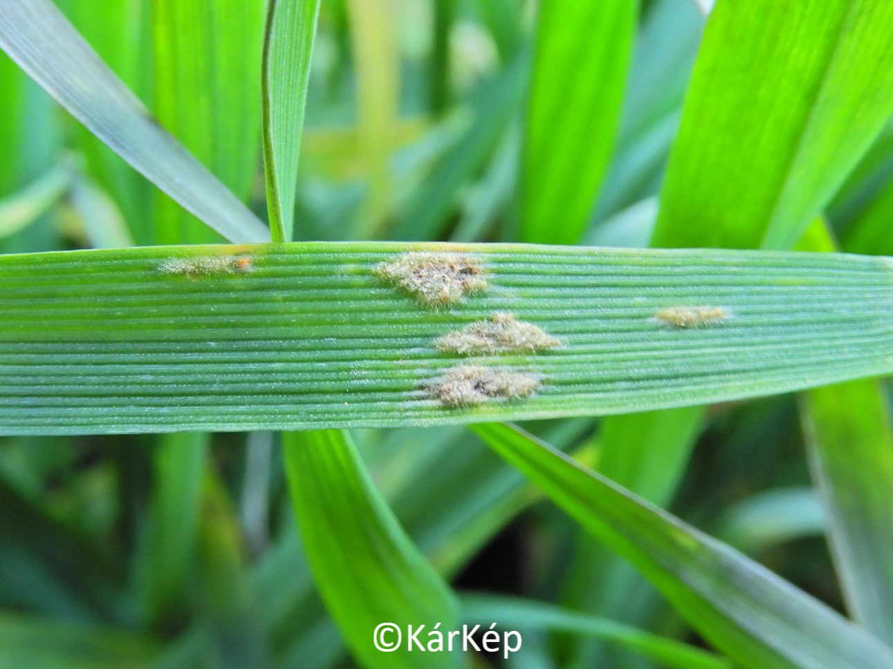 NapiKép 2020.02.08.