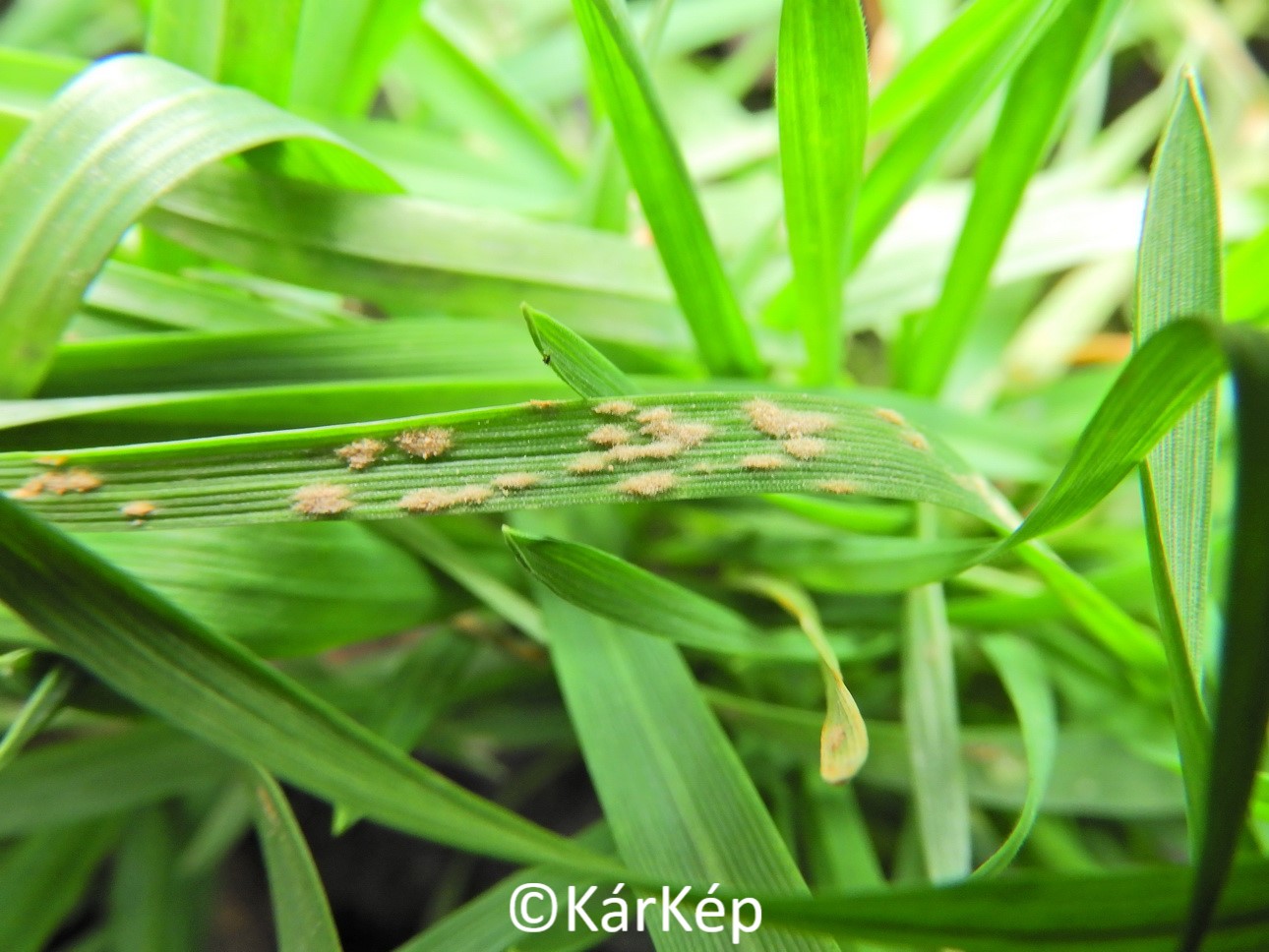 NapiKép 2020.01.05.