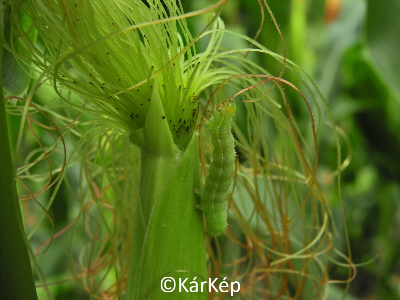 NapiKép 2020.07.09.