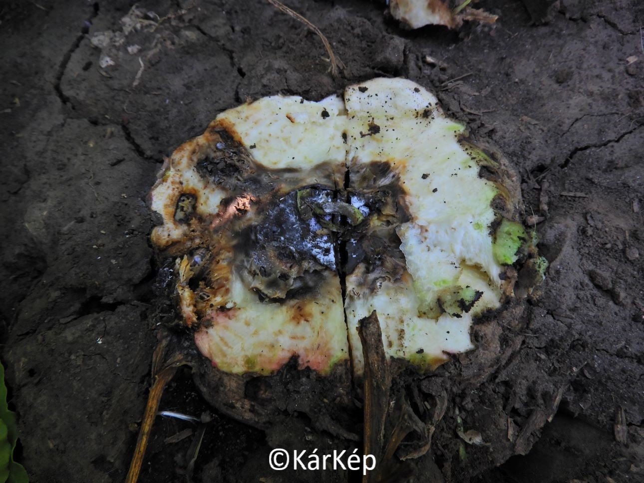 NapiKép 2020.07.16.