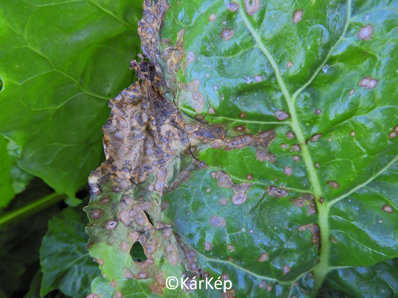 NapiKép 2020.07.19.