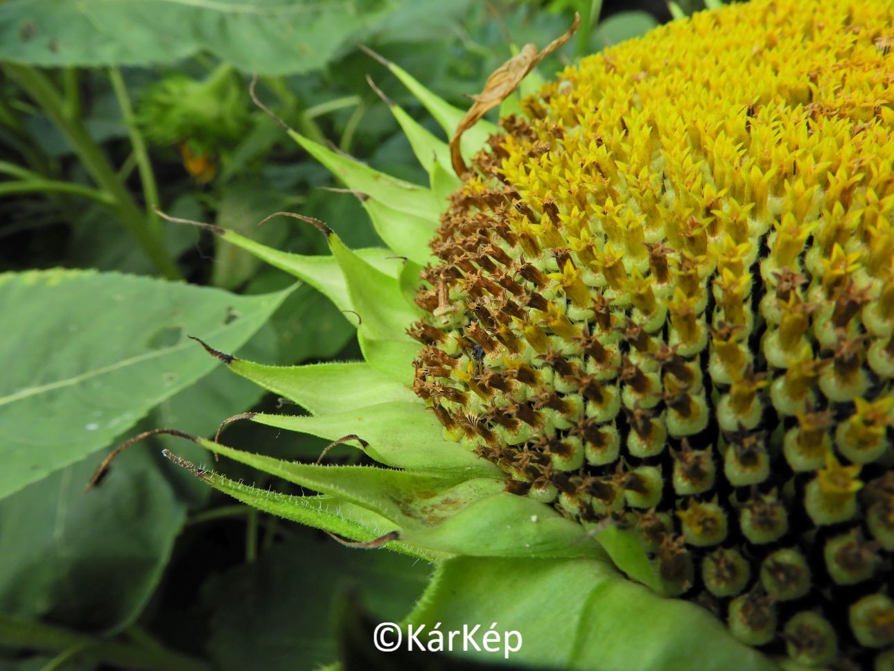 NapiKép 2020.07.26.