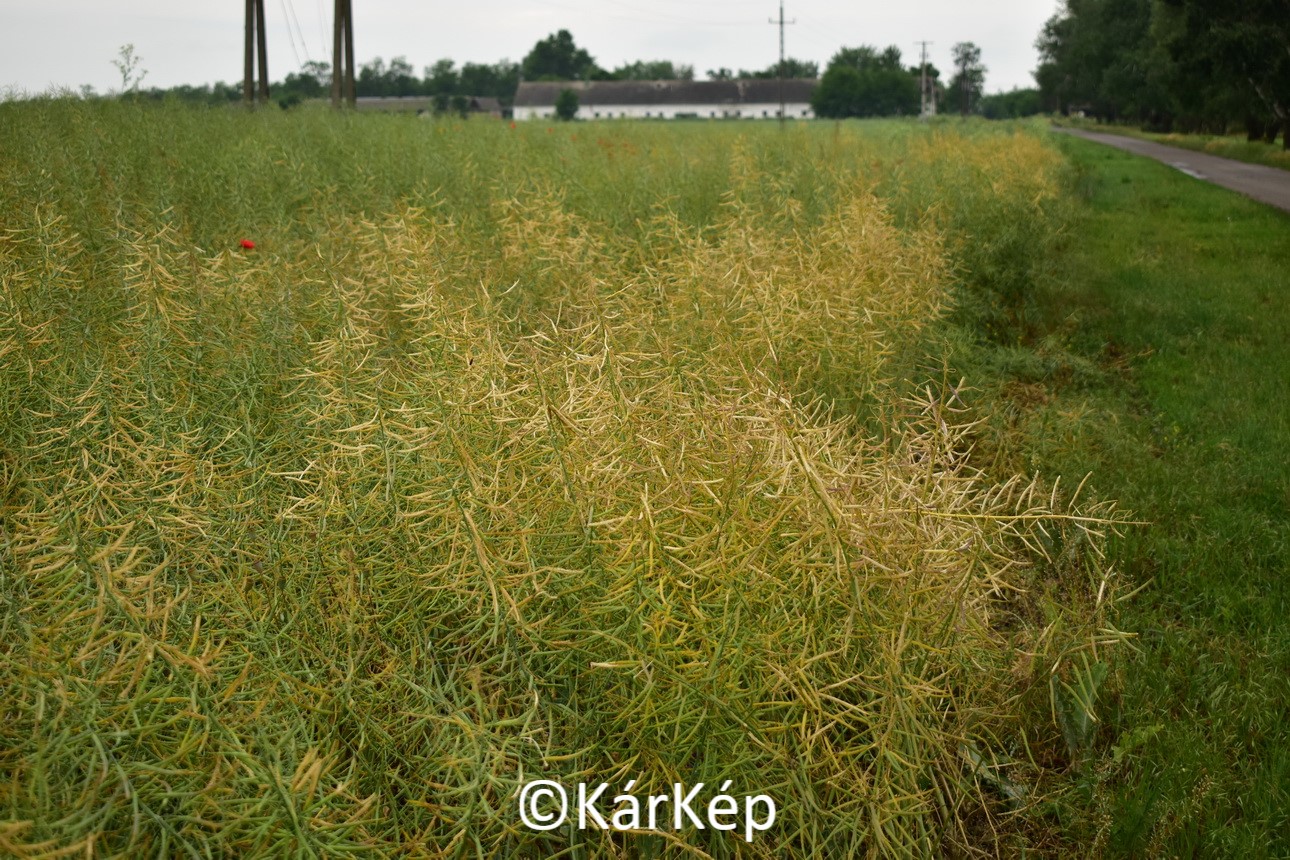 NapiKép 2020.06.10.
