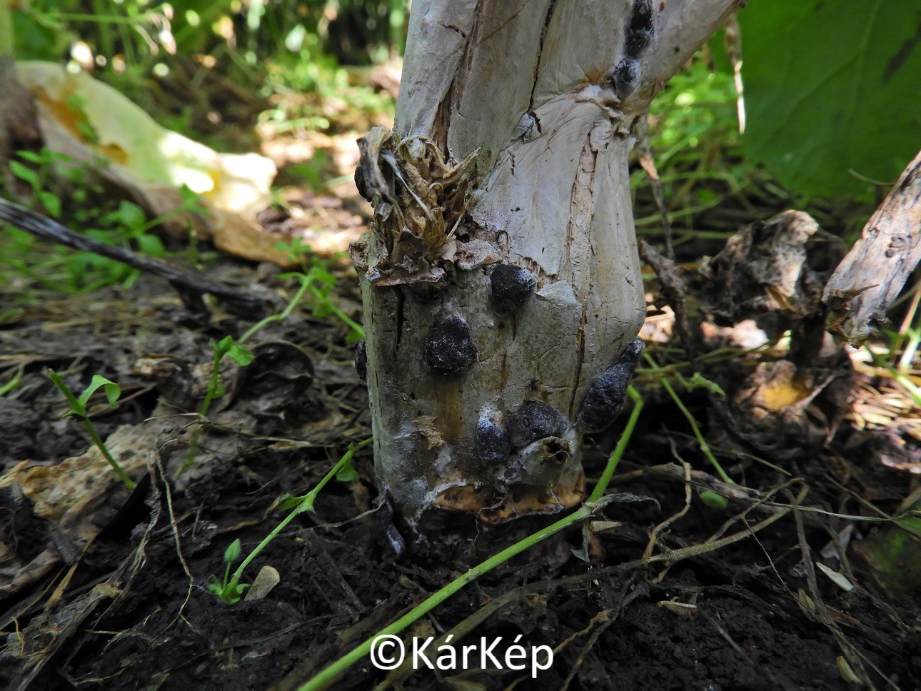 NapiKép 2020.06.12.
