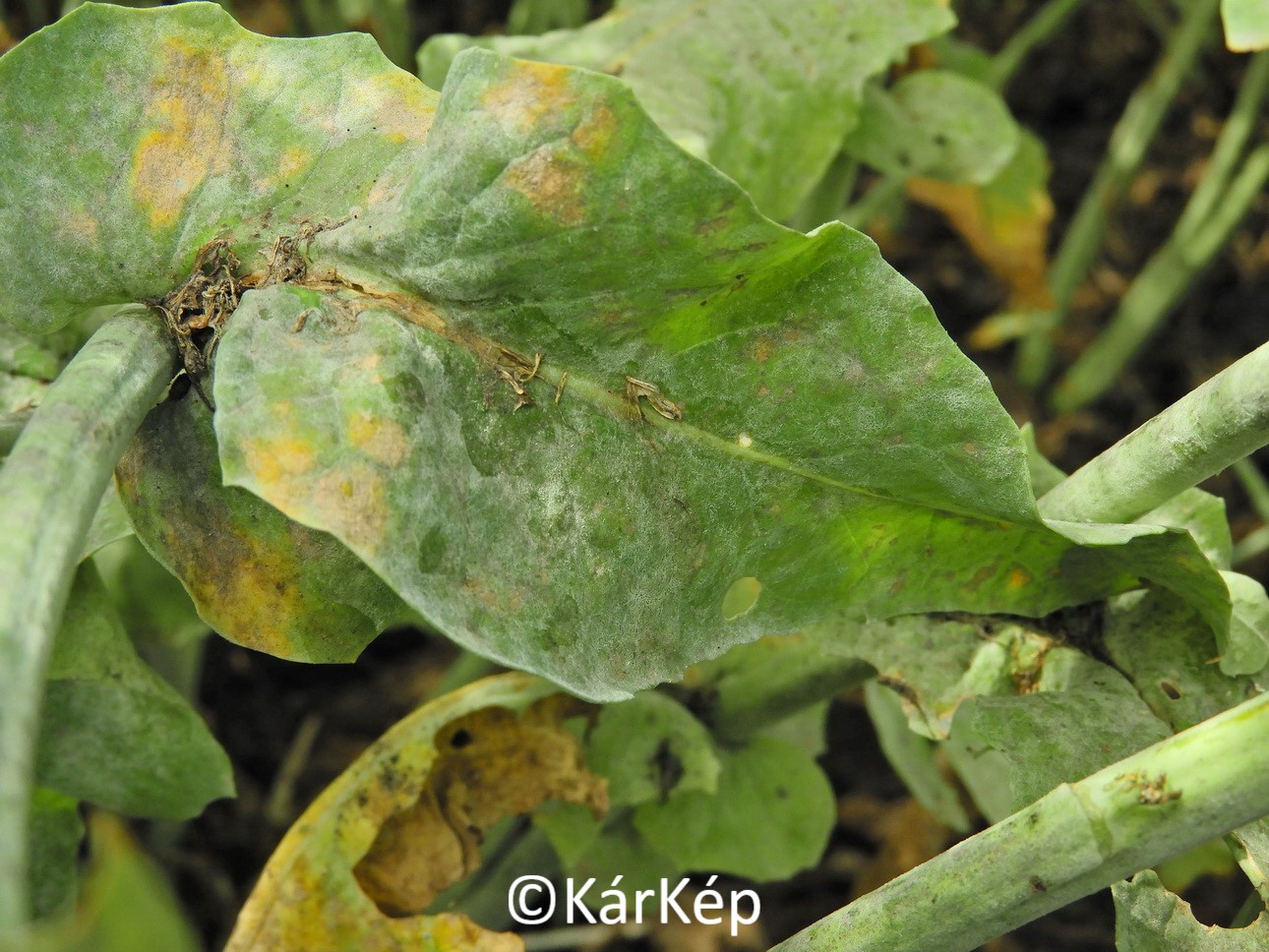 NapiKép 2020.06.16. 