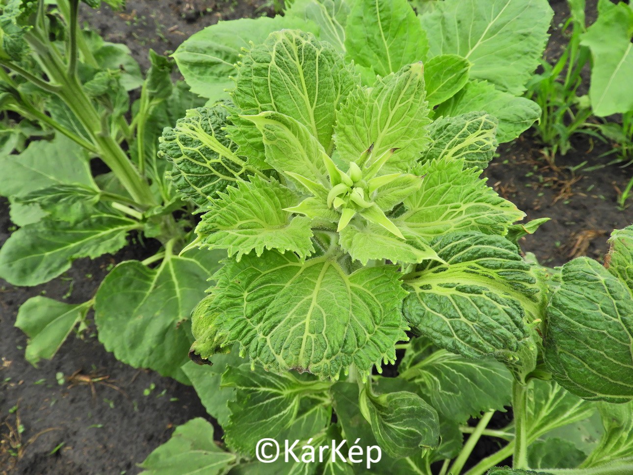 NapiKép 2020.06.26.