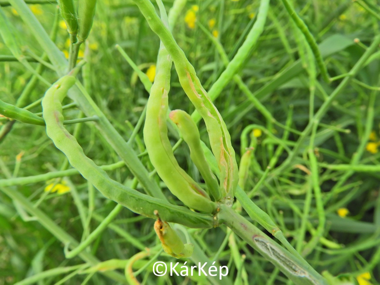 NapiKép 2020.05.09.