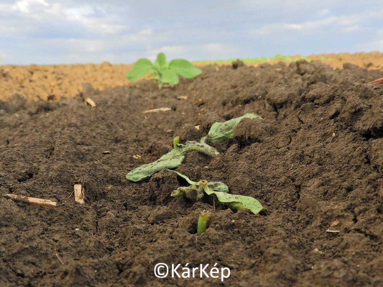 NapiKép 2020.05.05.