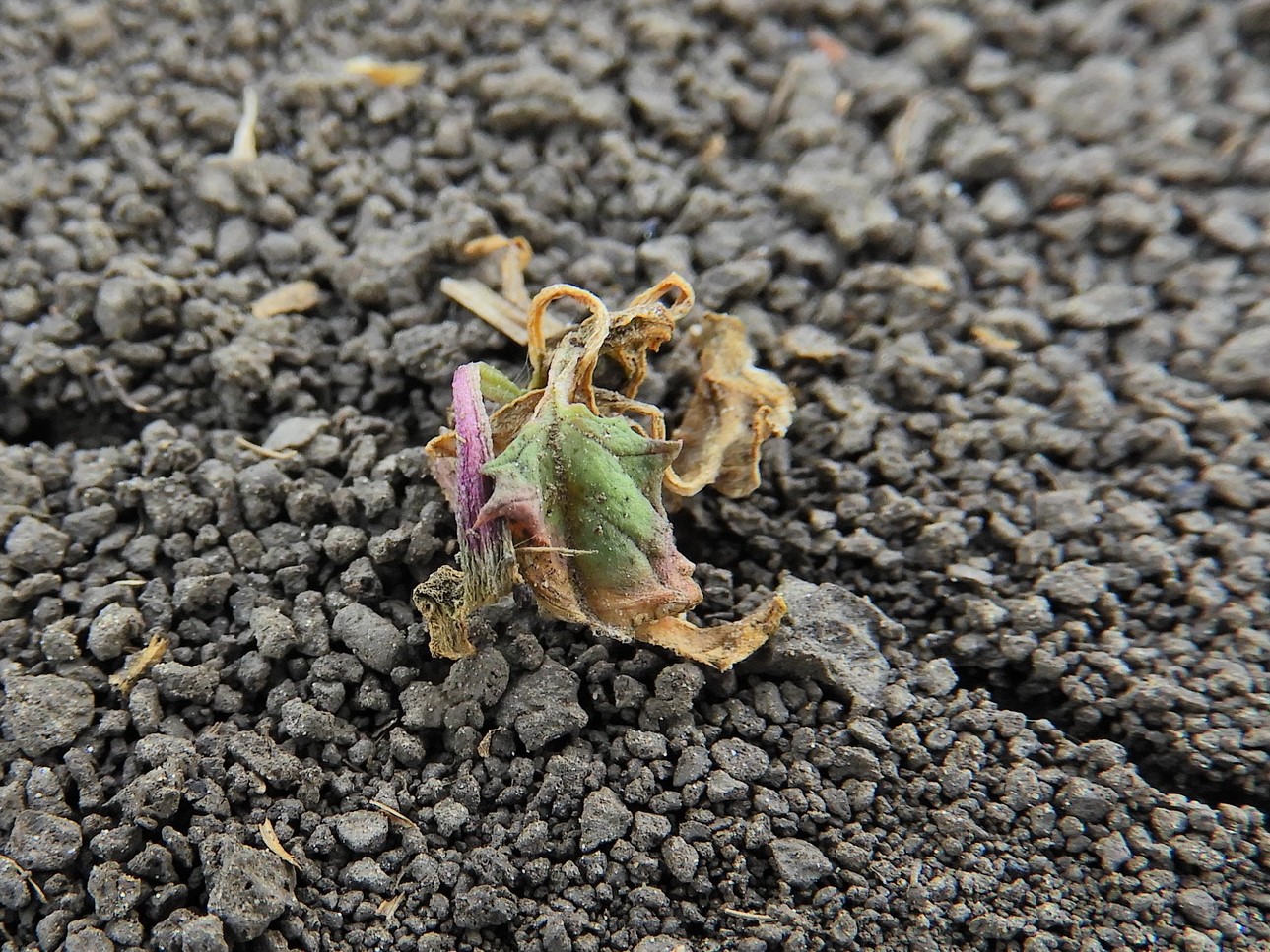 NapiKép 2020.05.08.