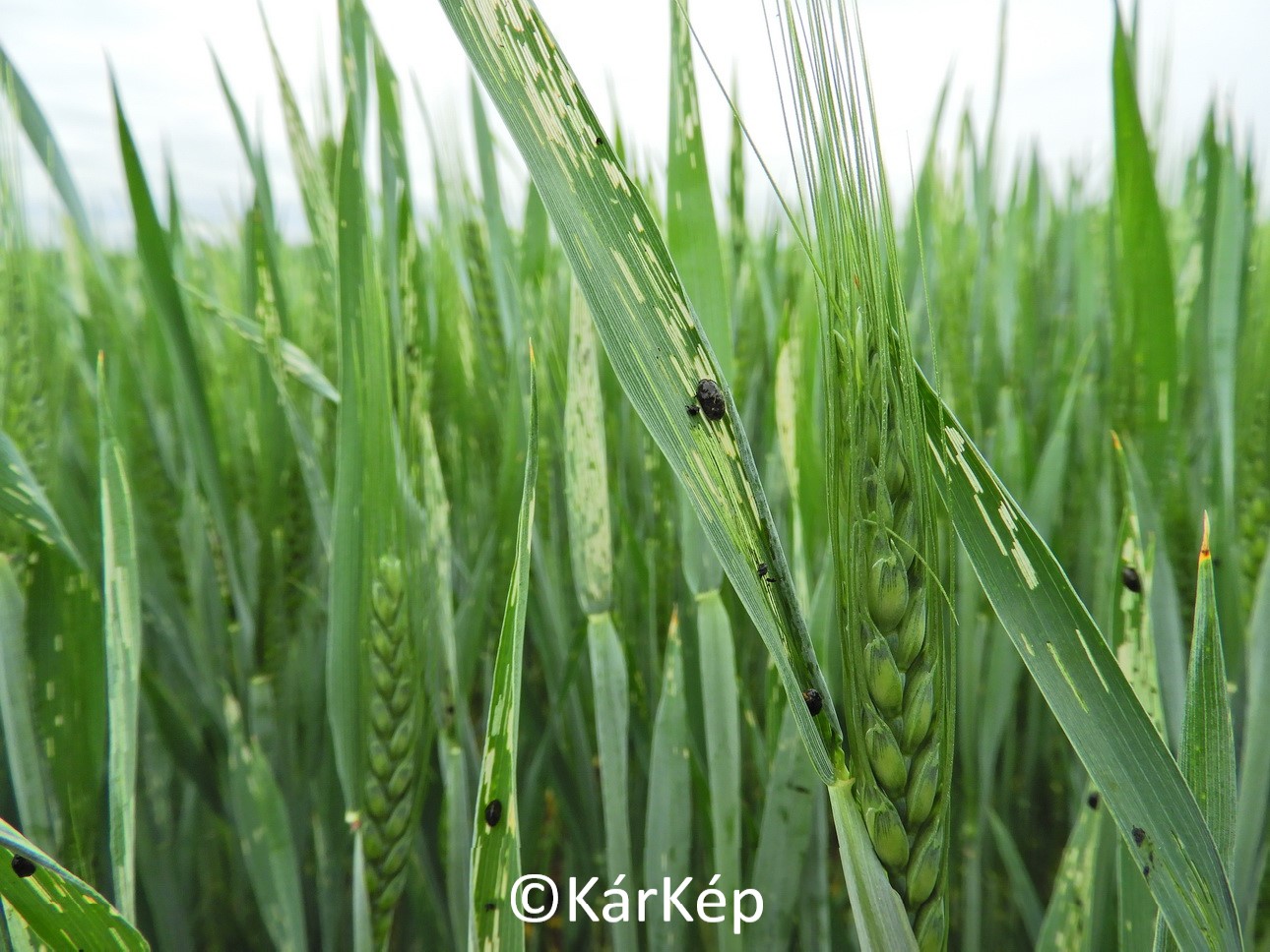 NapiKép 2020.05.14.