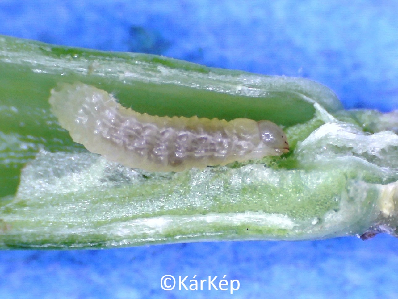 NapiKép 2020.05.17.