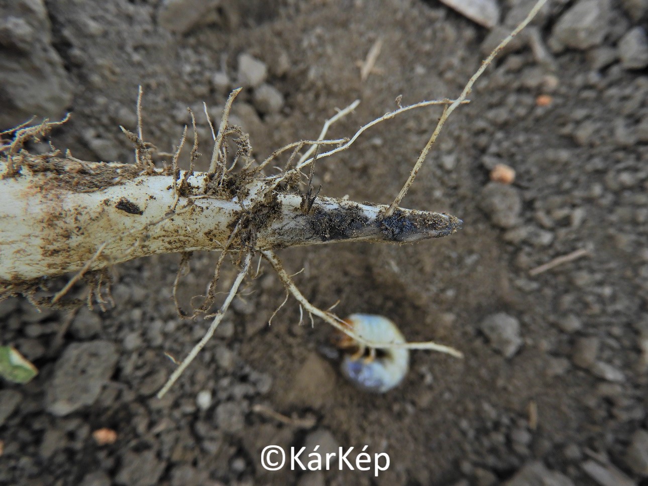 NapiKép 2020.05.25.