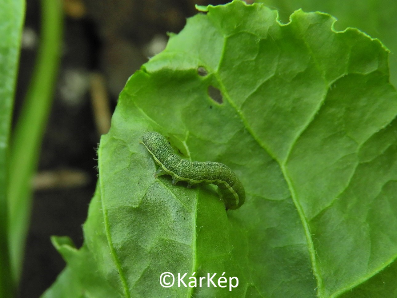 NapiKép 2020.05.27.