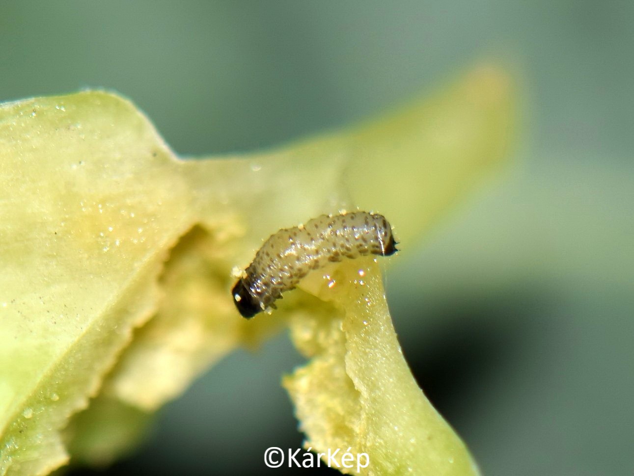 NapiKép 2020.03.16.