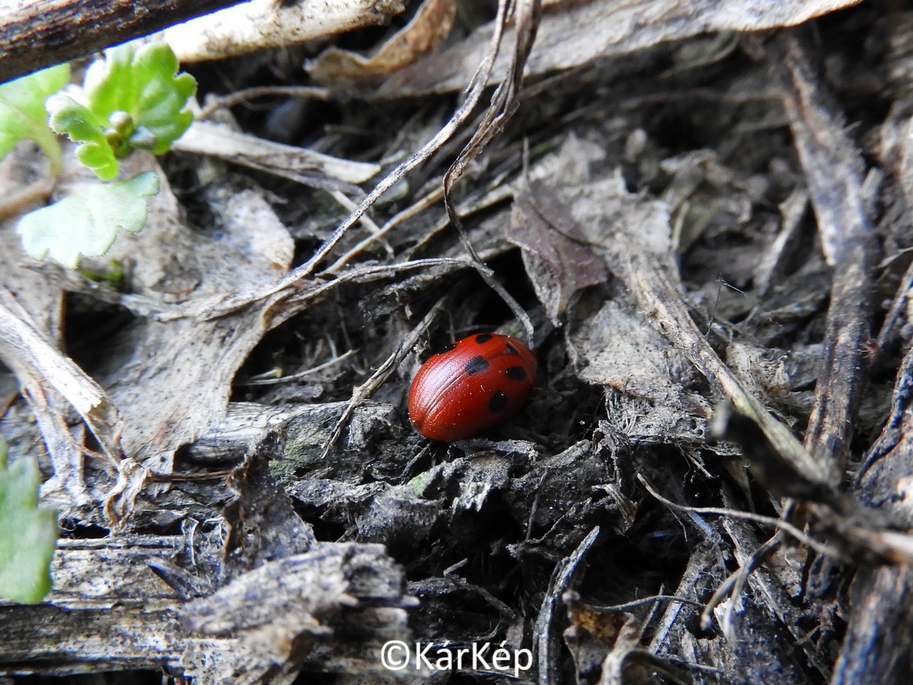 NapiKép 2020.03.09.