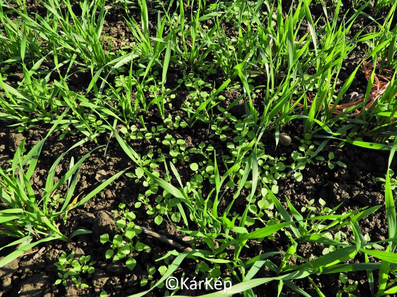 NapiKép 2020.11.16.