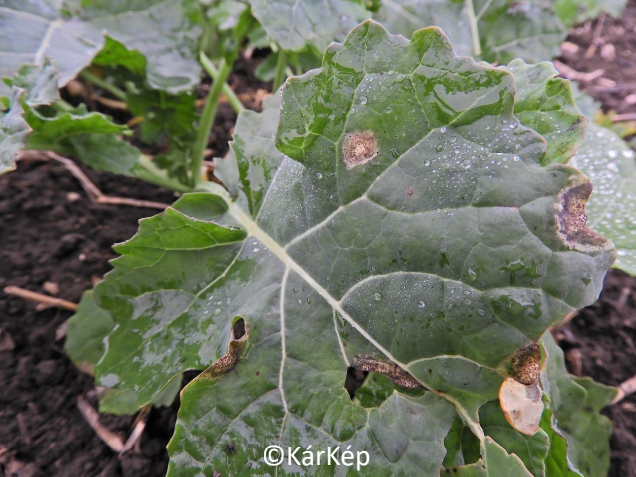 NapiKép 2020.11.26.