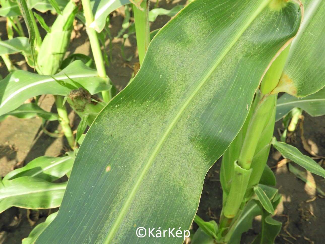 NapiKép 2020.10.09.