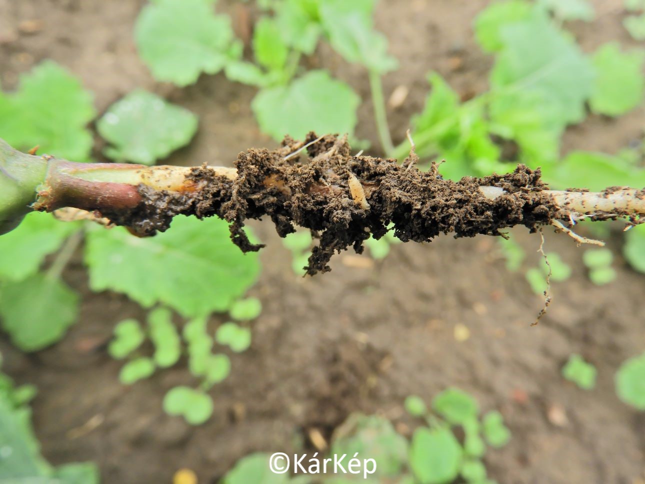 NapiKép 2020.10.10.