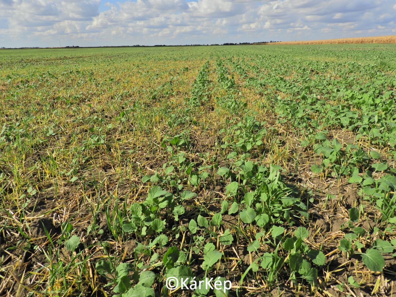 NapiKép 2020.10.11.