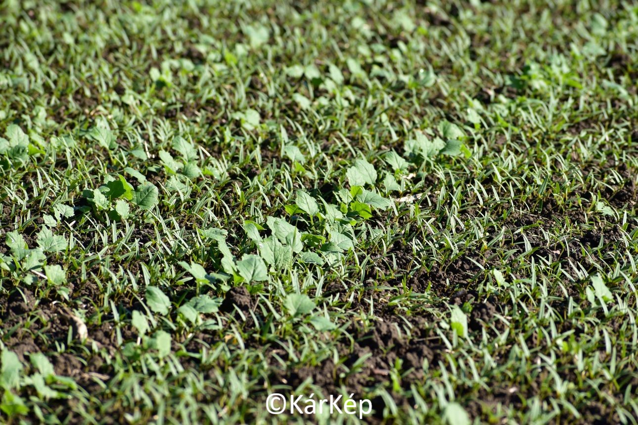 NapiKép 2020.10.21.