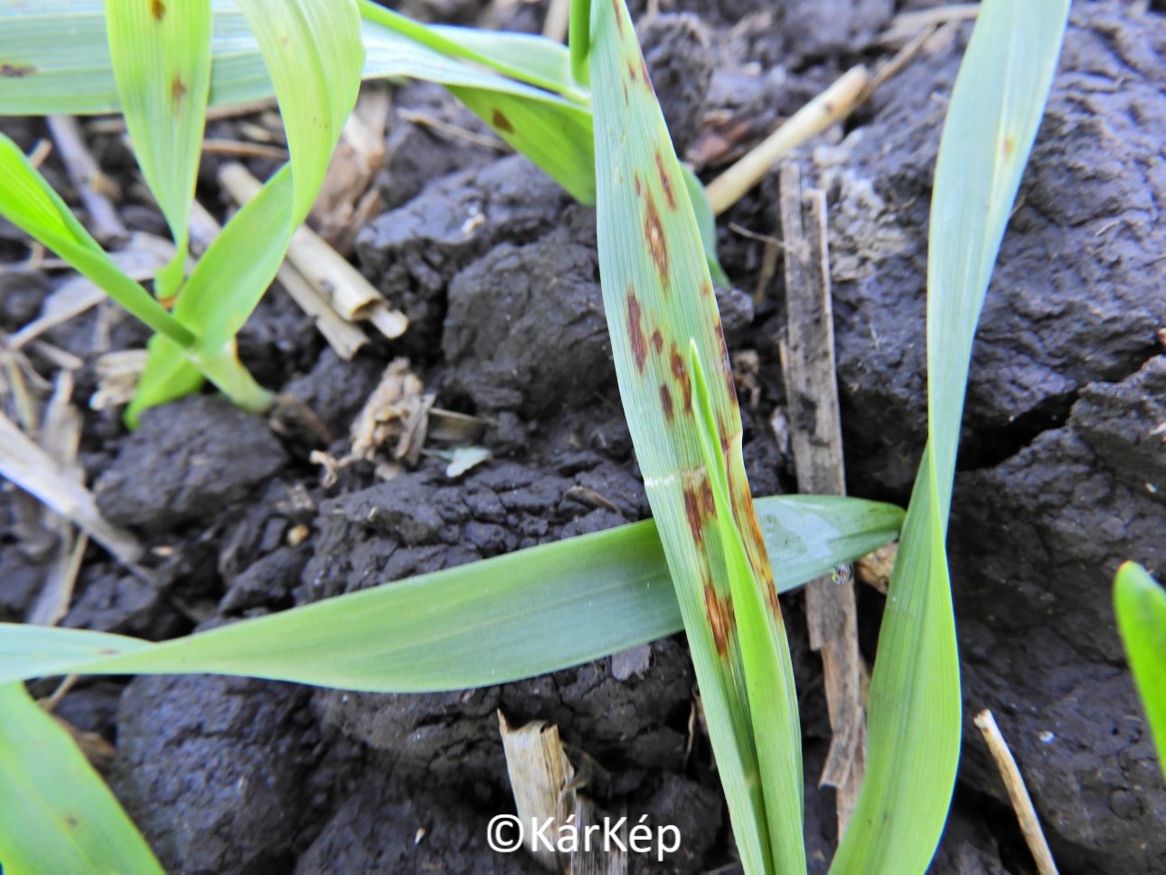 NapiKép 2020.10.23.