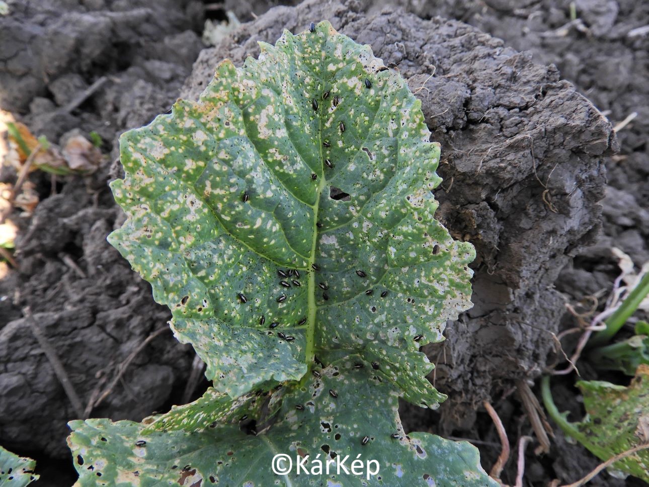 NapiKép 2020.09.04.