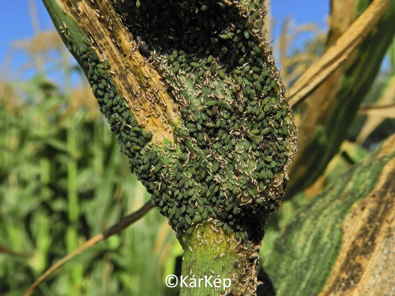 NapiKép 2020.09.05.