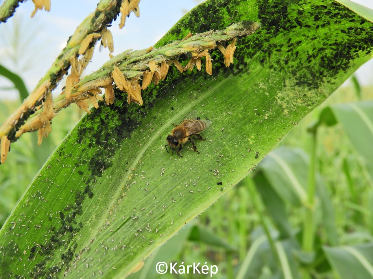 NapiKép 2020.09.08.