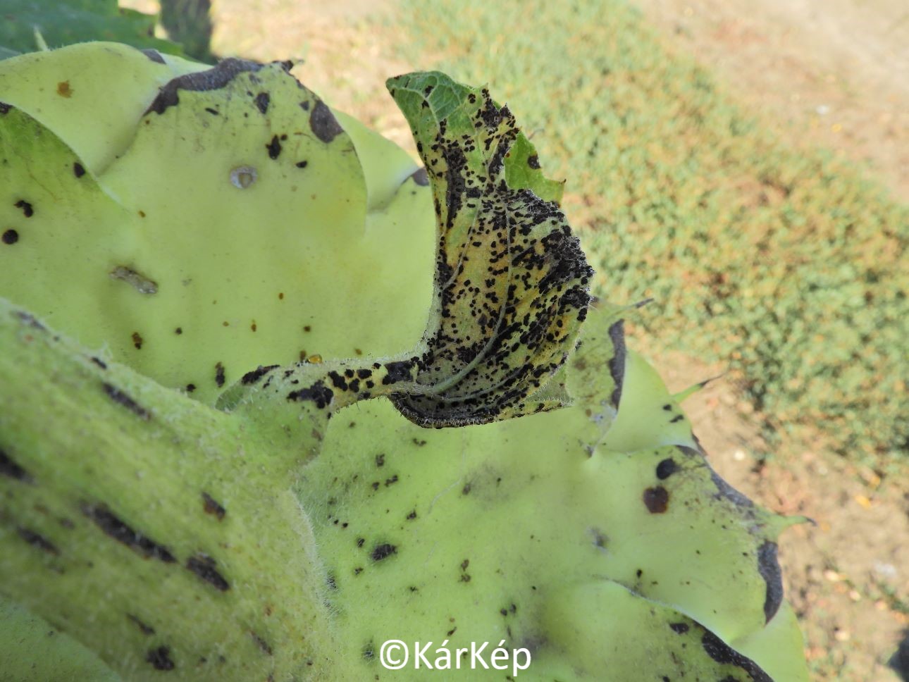 NapiKép 2020.09.16.