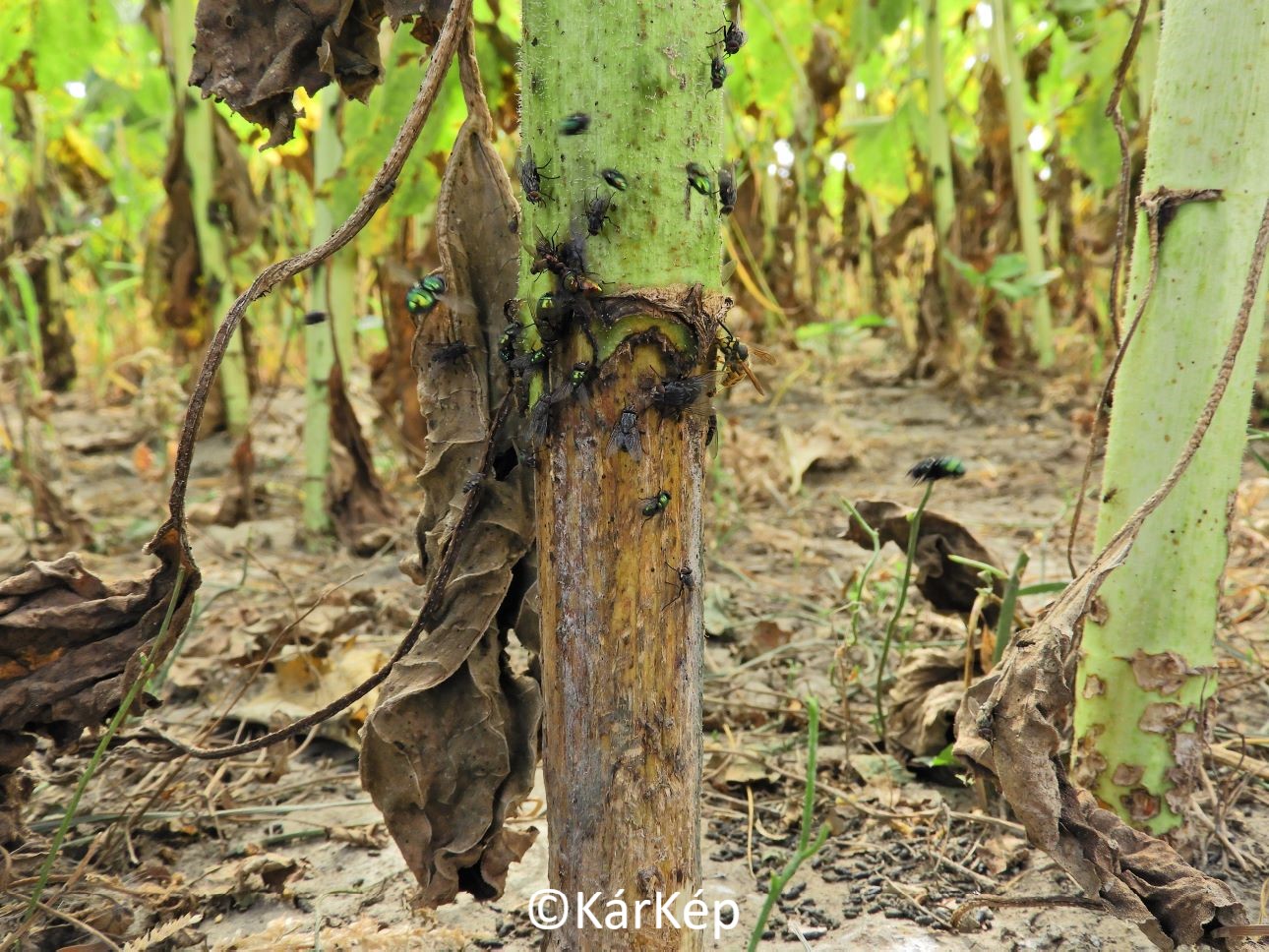 NapiKép 2020.09.25.