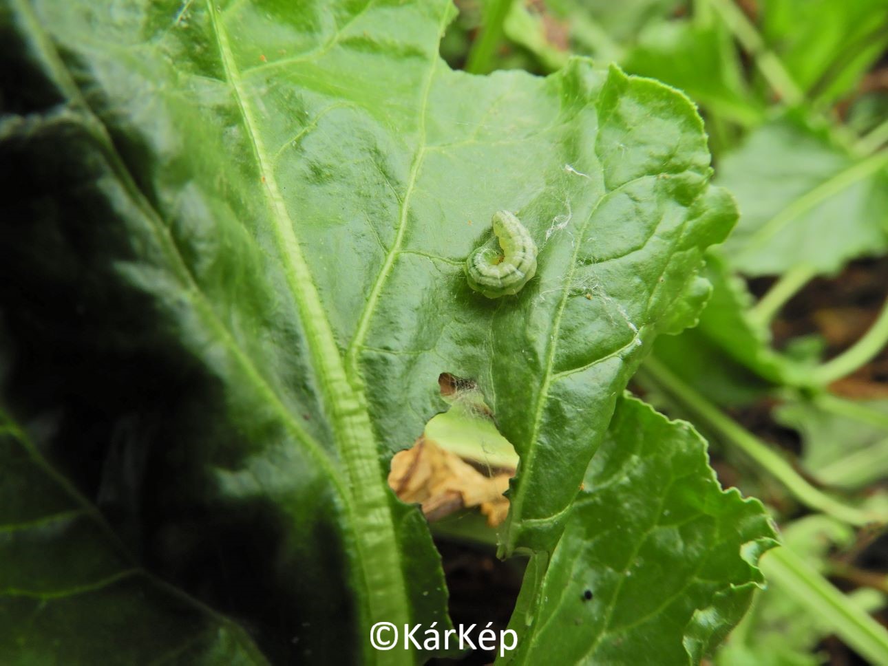 NapiKép 2020.10.01.