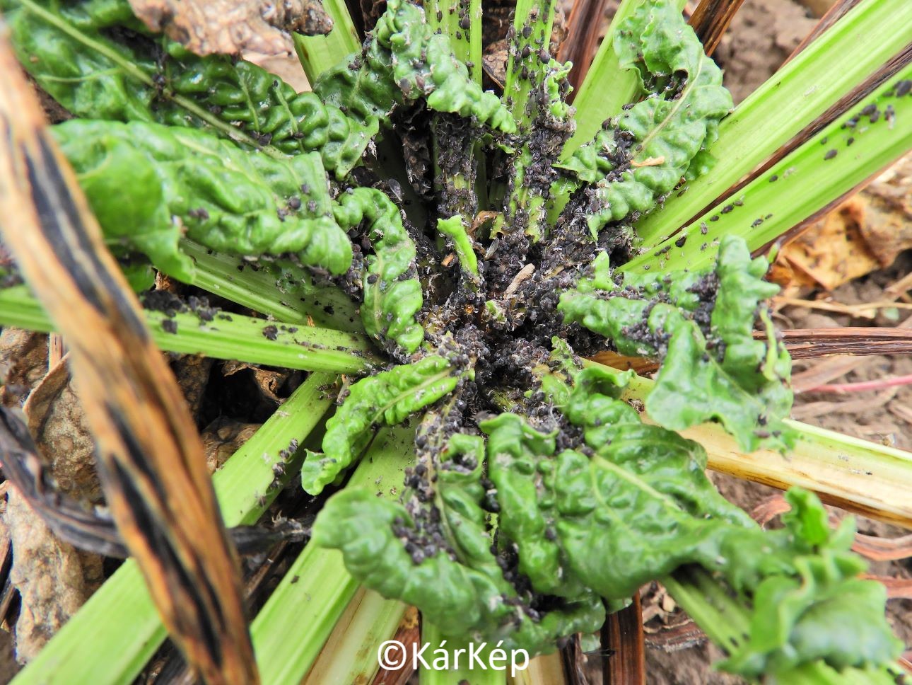 NapiKép 2020.10.05.