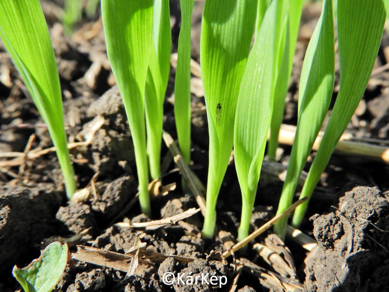 NapiKép 2020.10.07.