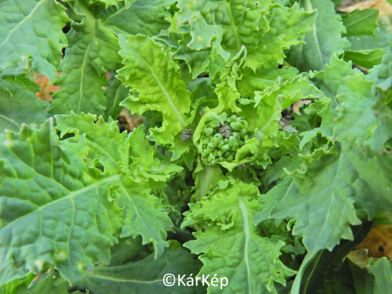 NapiKép 2021.04.02.