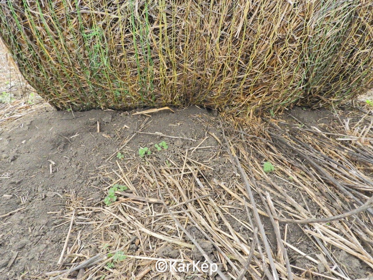 NapiKép 2021.04.03.