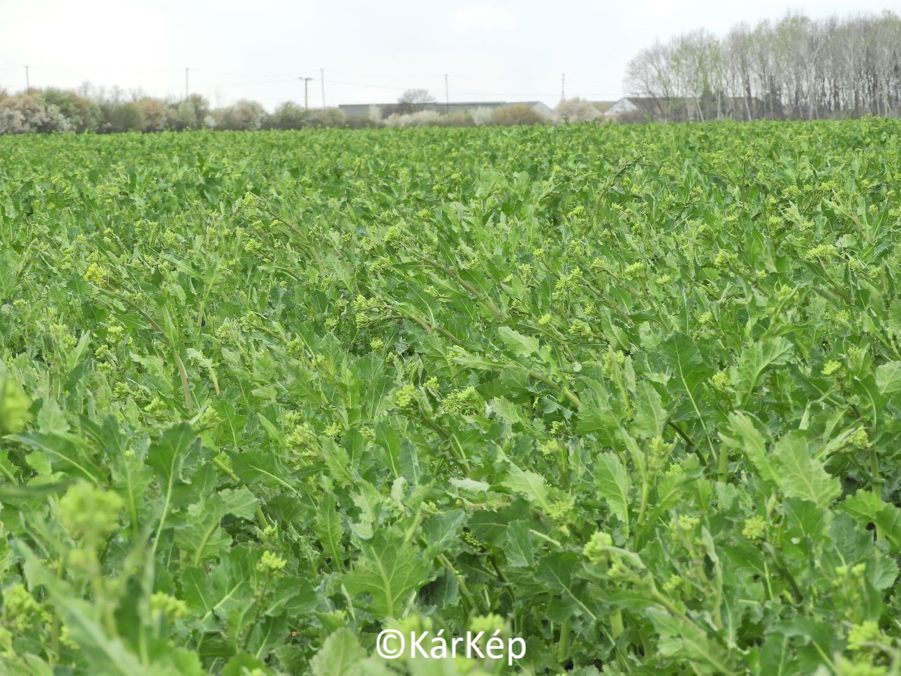 NapiKép 2021.04.09. 