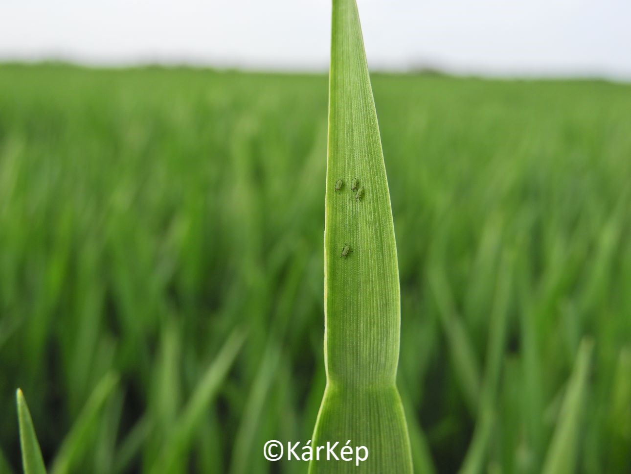 NapiKép 2021.04.26.