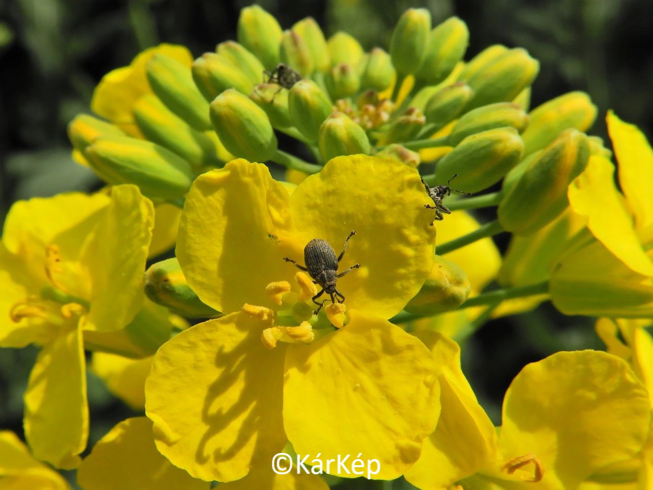 NapiKép 2021.04.27.