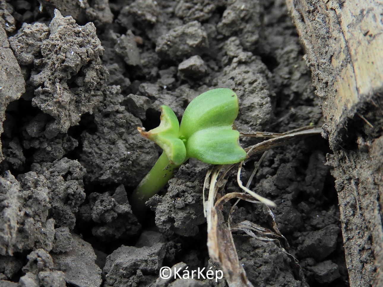 NapiKép 2021.04.28.