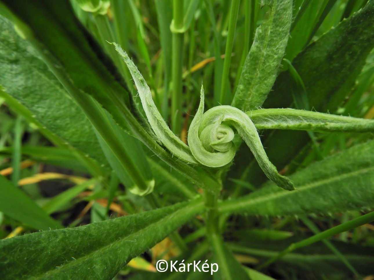 NapiKép 2021.04.29.