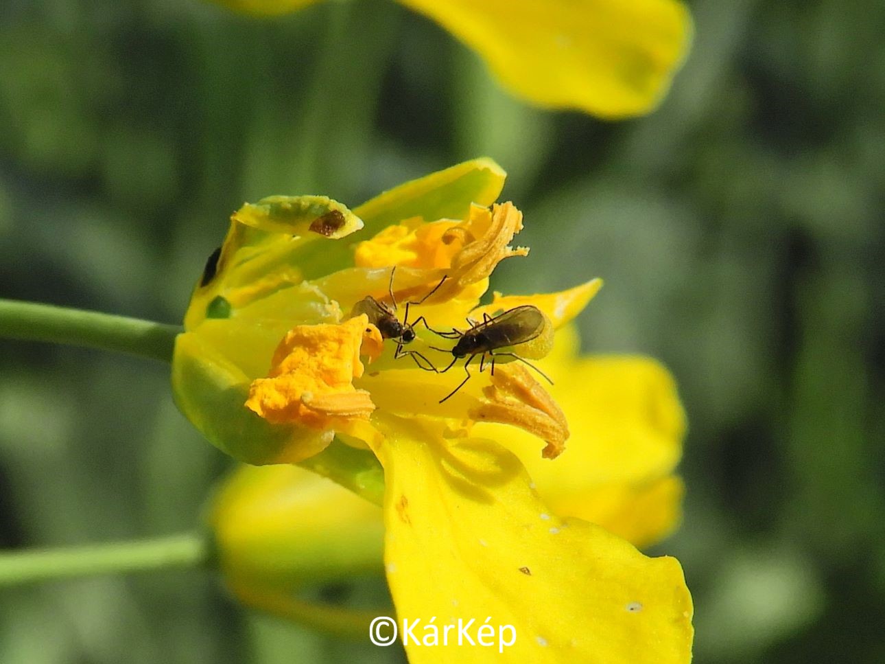 NapiKép 2021.04.30. 