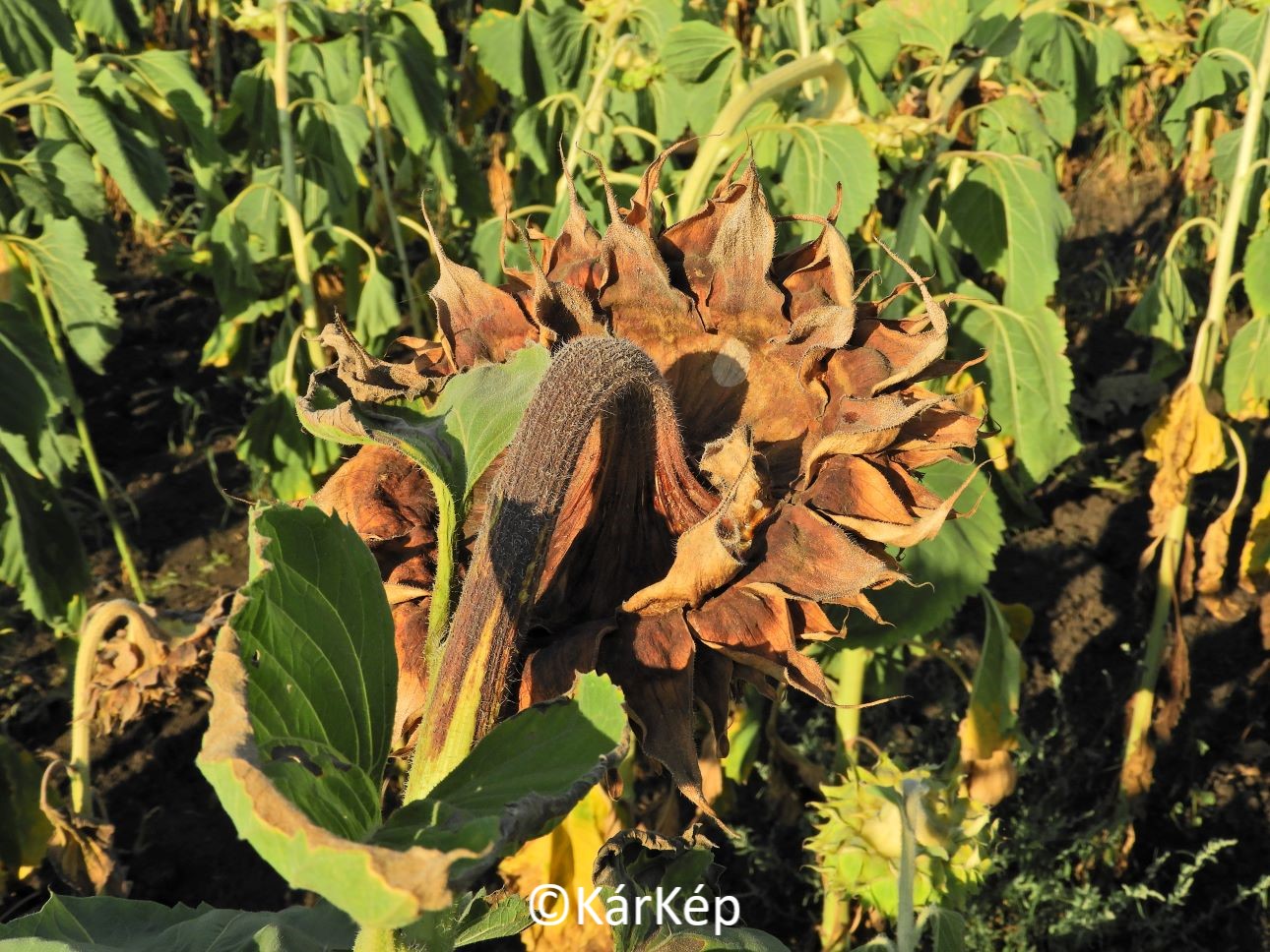 NapiKép 2021.08.14.