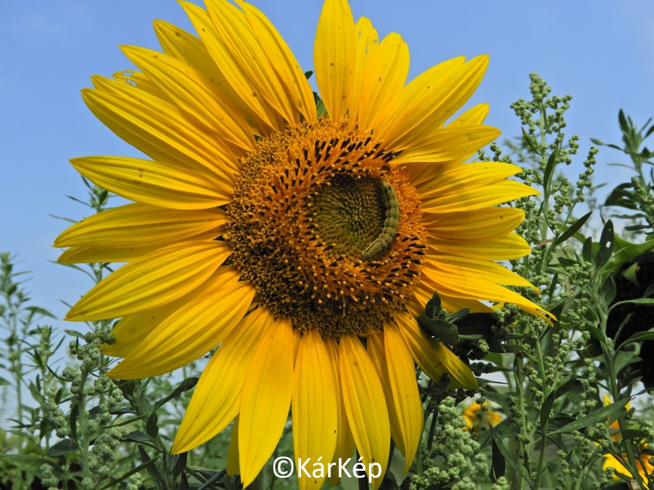 NapiKép 2021.08.15.