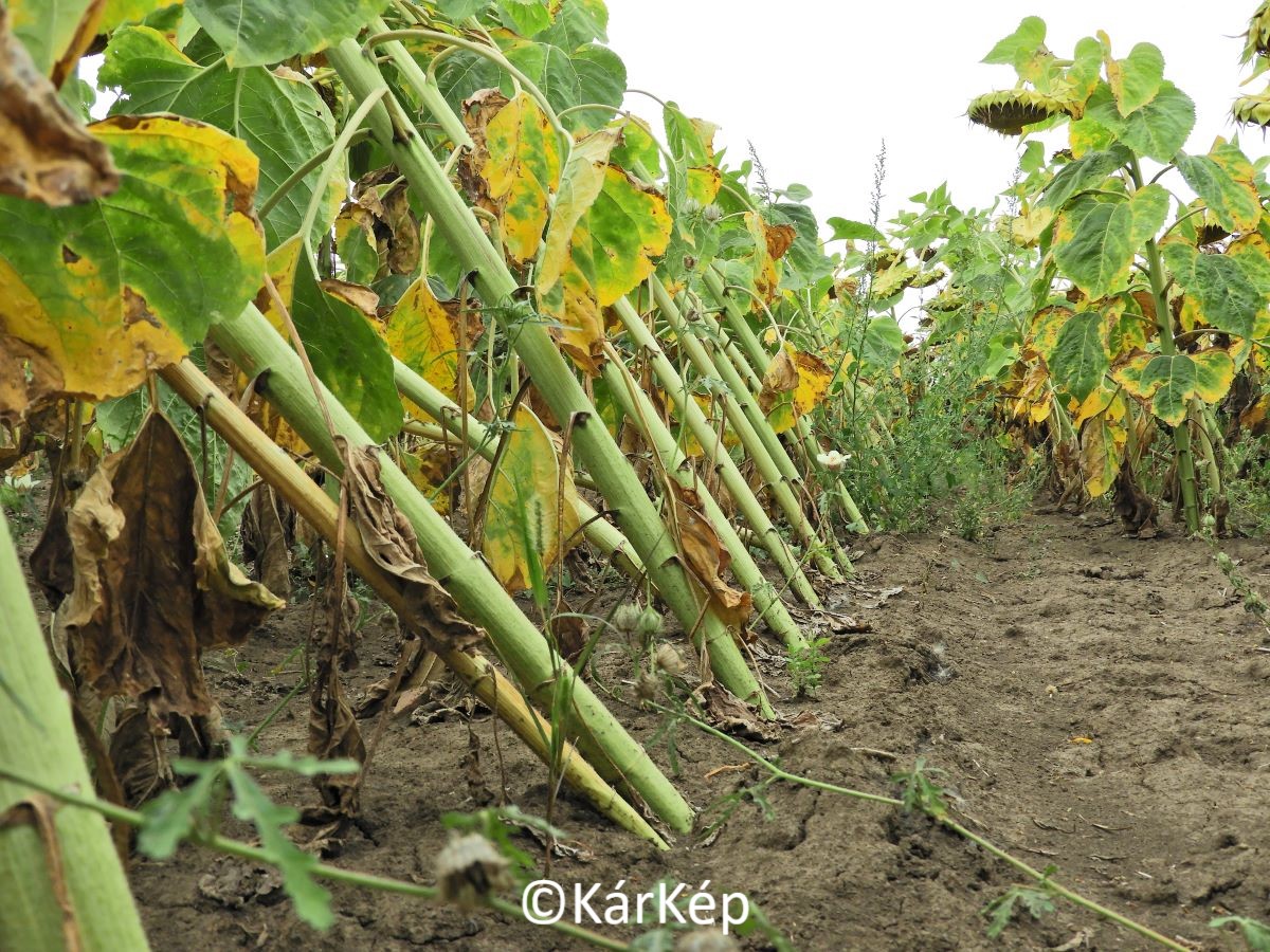 NapiKép 2021.08.19.