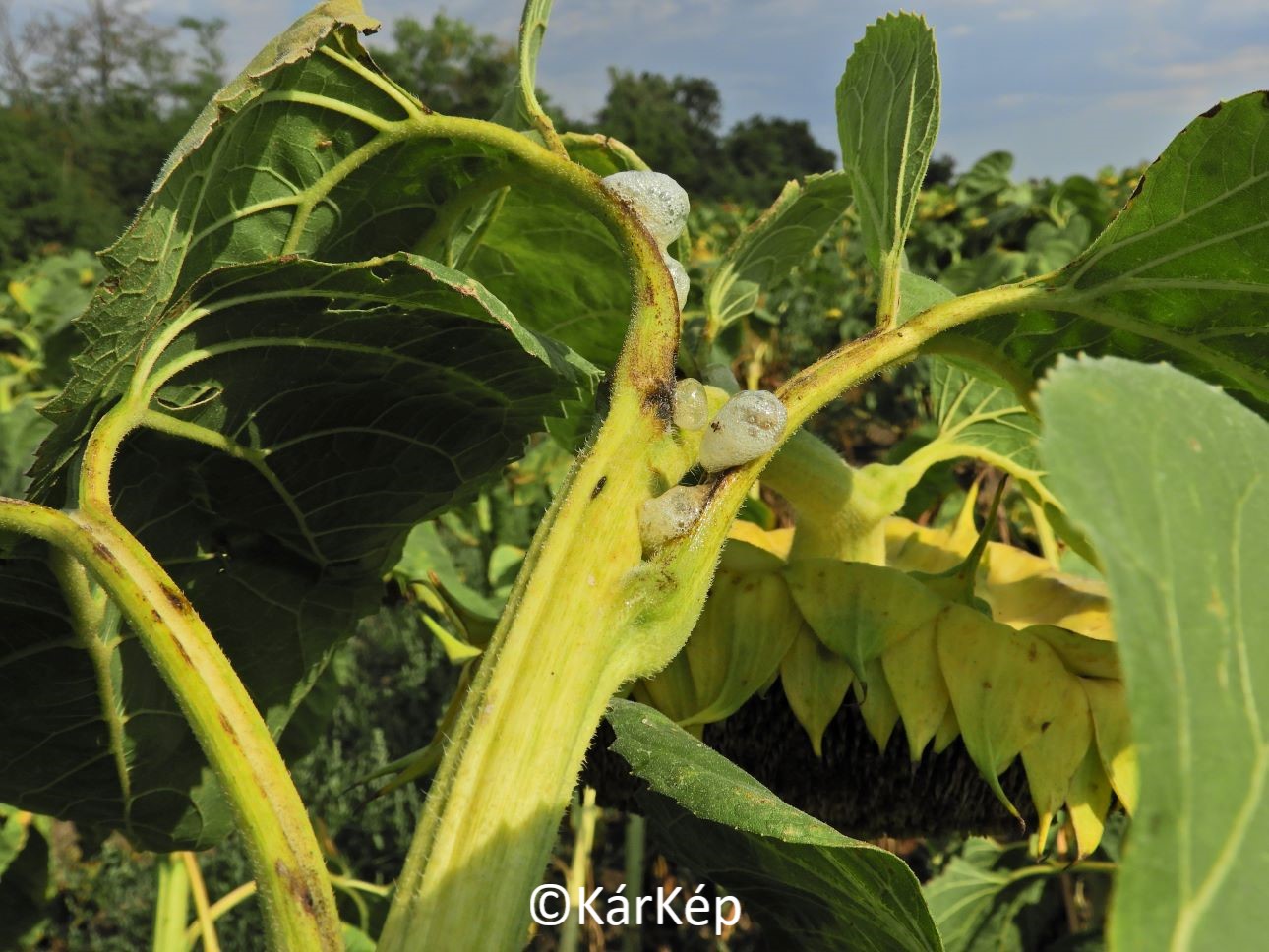 NapiKép 2021.08.22.