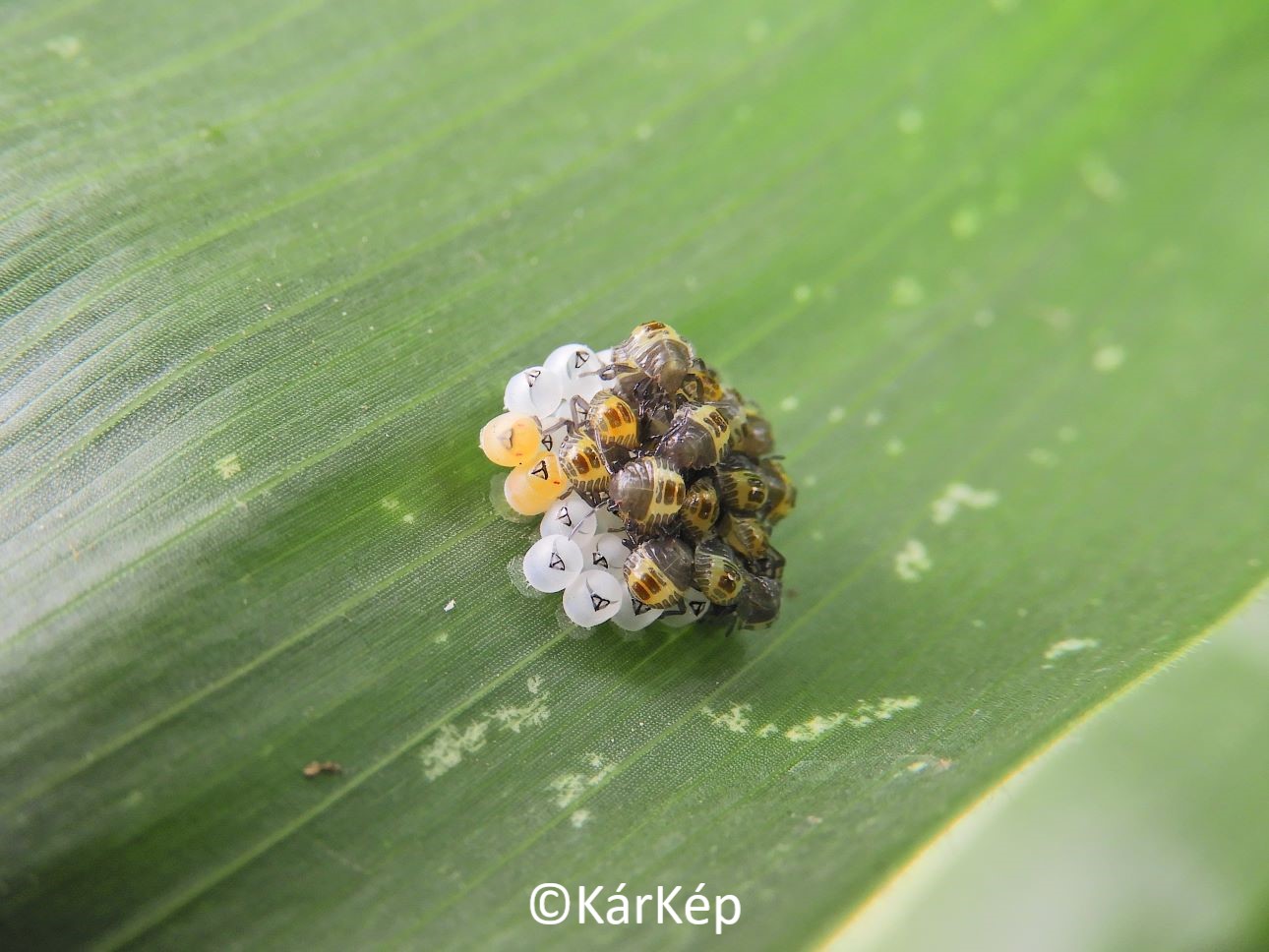 NapiKép 2021.08.23.