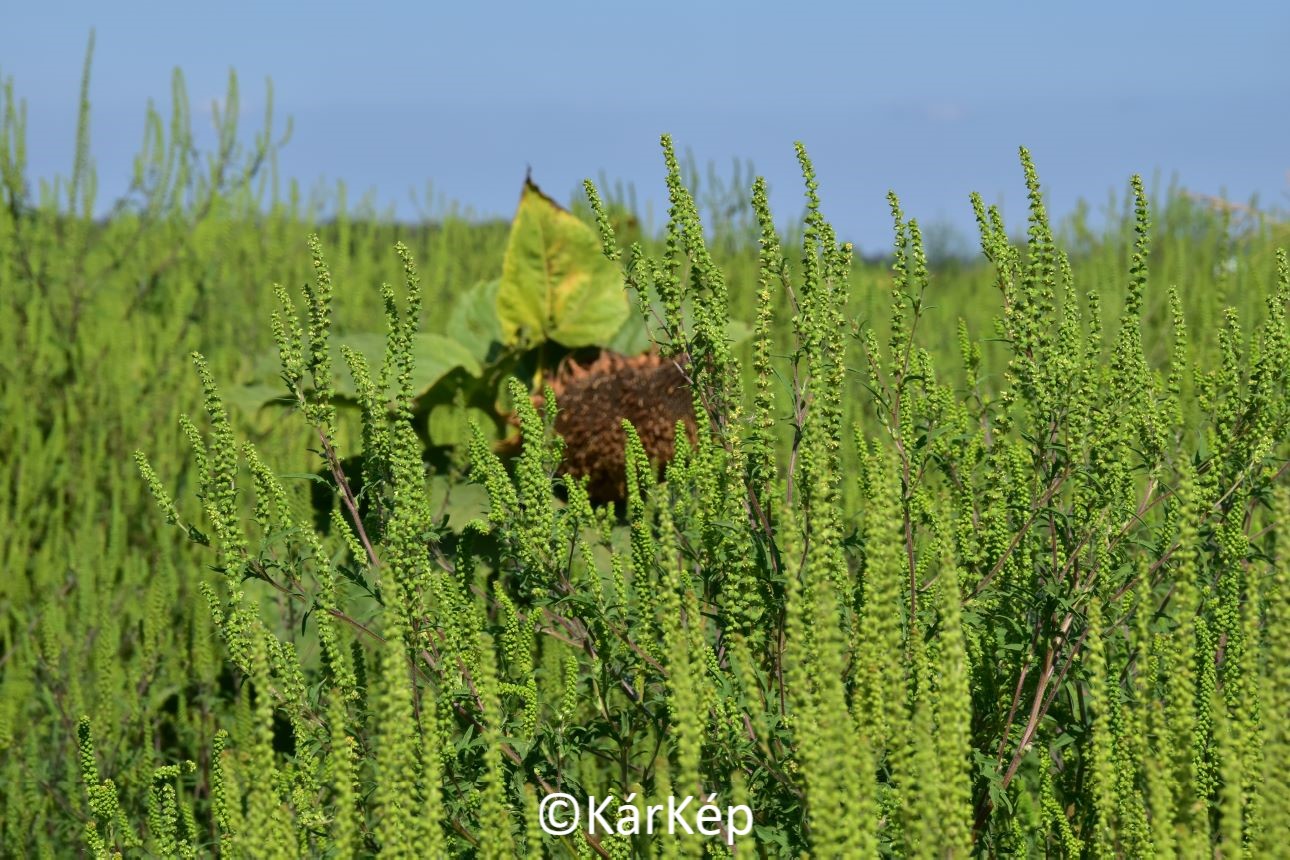NapiKép 2021.08.25. 