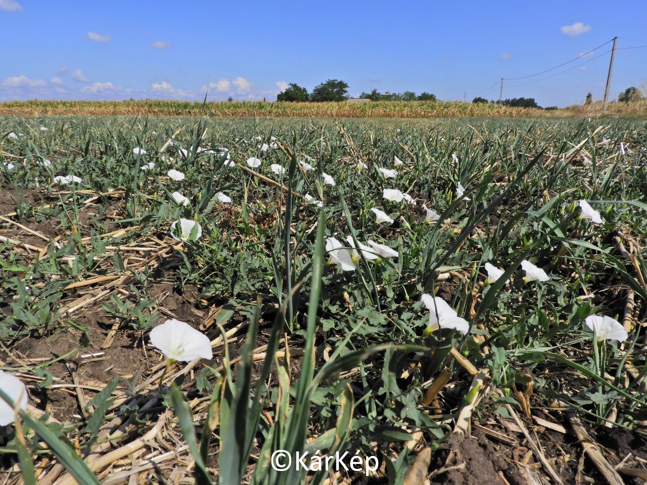 NapiKép 2021.08.30.