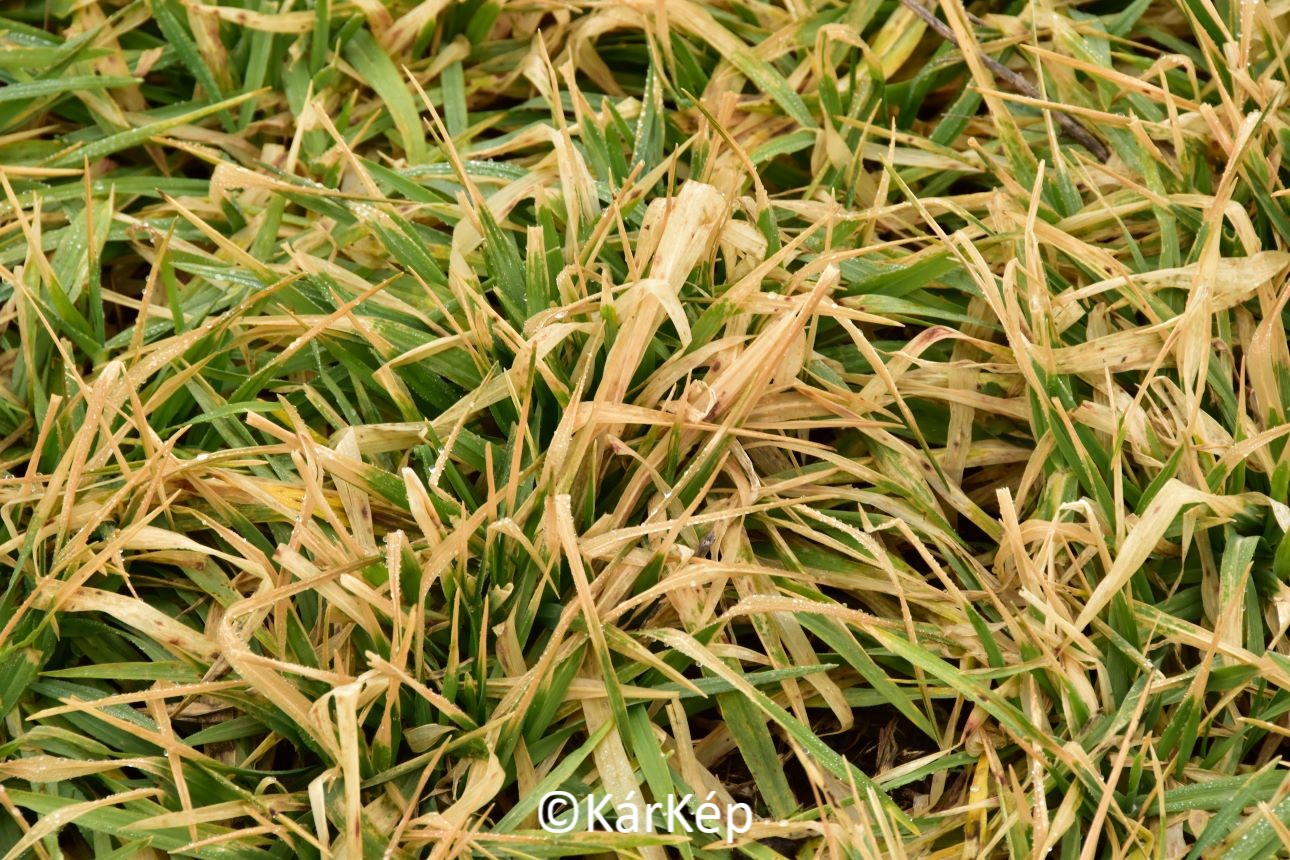 NapiKép 2021.02.22.